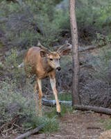 Mule Deer in Velvet