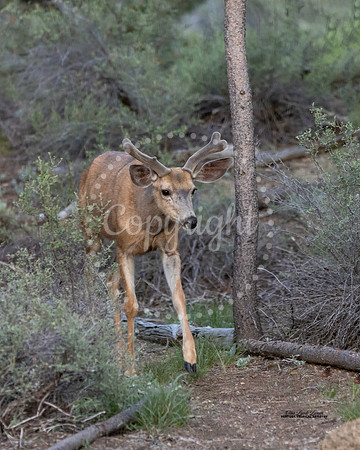 Mule Deer in Velvet