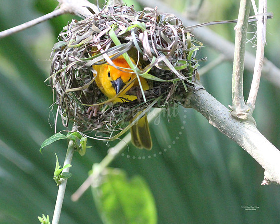NestWeaver