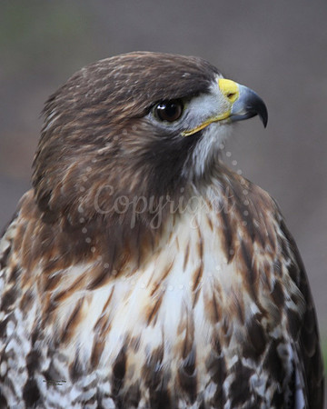 RedHawk7