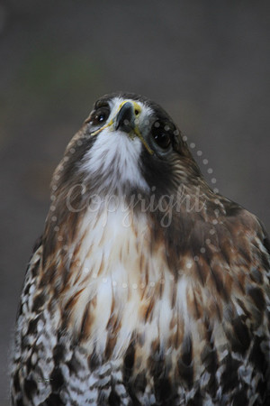 RedHawk6