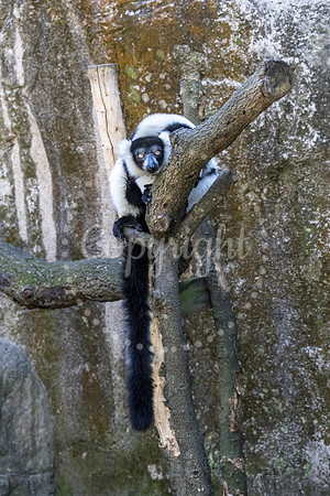 Ruffed Lemur