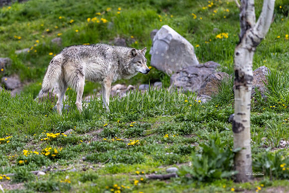 Lone Wolf