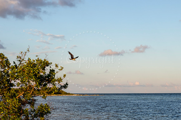 OspreyinFlight