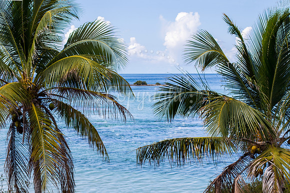 ParadiseFound