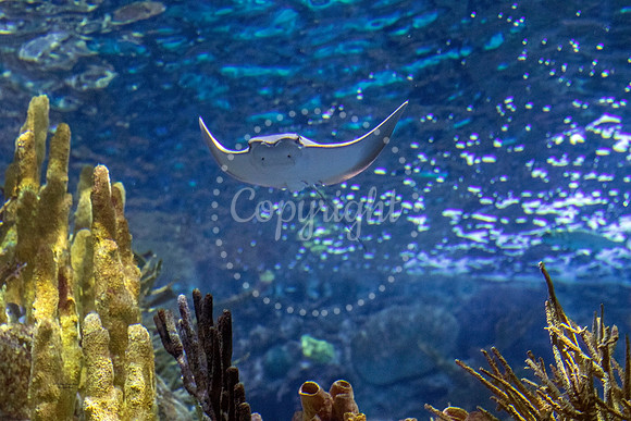 Stingray