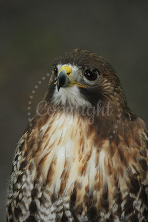 RedHawk4