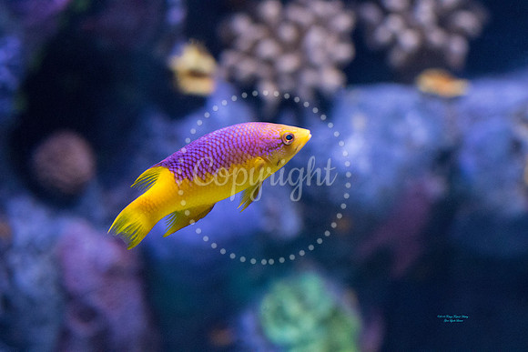 PinkYellowFish