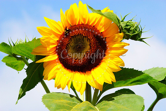 BumbleBeeSunflower