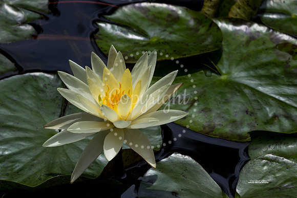 YellowWaterLily