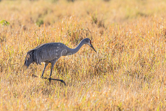 Tall Grass Camo