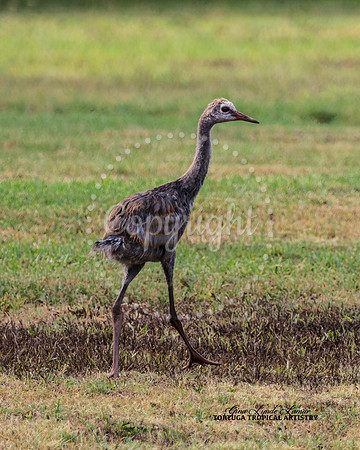 StruttingBabySandhillCrane
