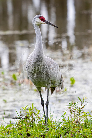 Lake Pan Sandhill Crane