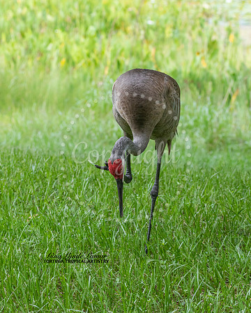 I Have An Itch
