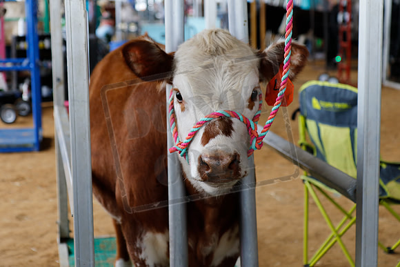 Calf