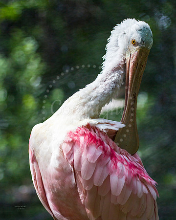 RosetteSpoonbill