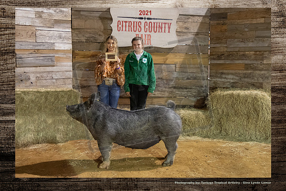 Class 7 Youth Swine