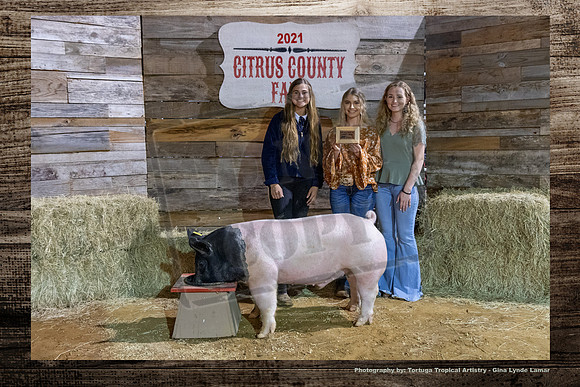 Class 6 Youth Swine