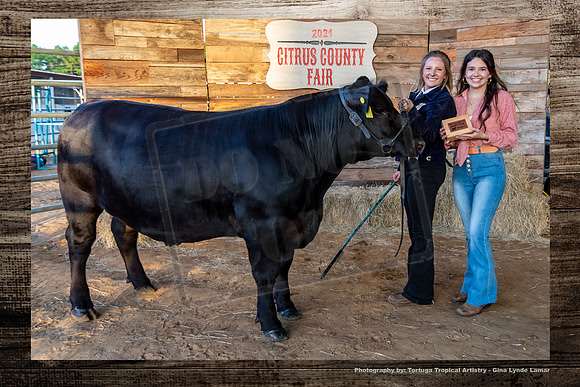 Class 5 Steer Show