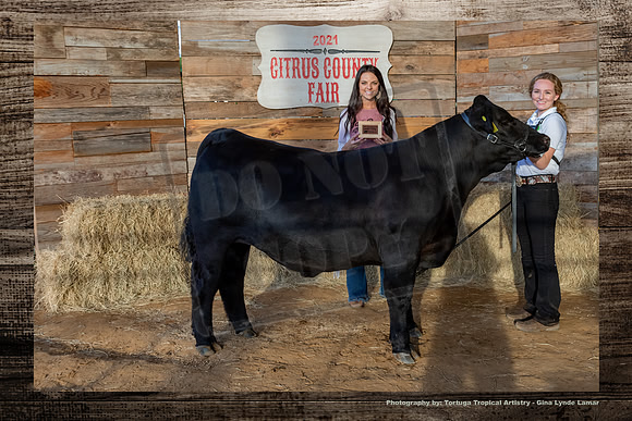 Class 2 Steer Show