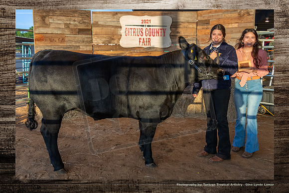 Class 4 Steer Show