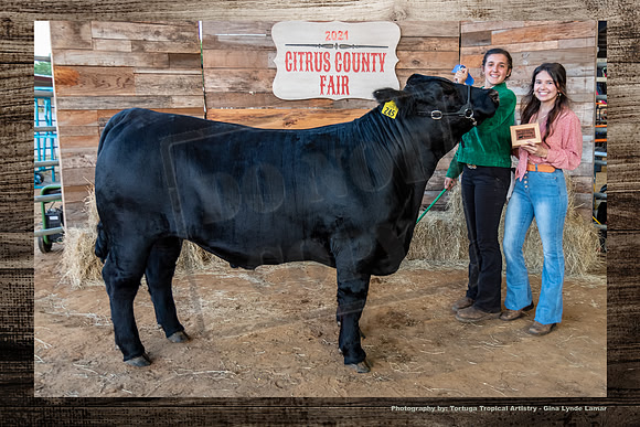 Class 6 Steer Show
