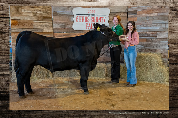 Class 7 Steer Show
