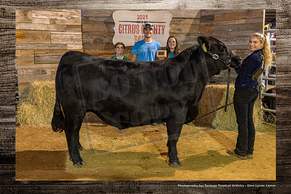 Class 8 Steer Show