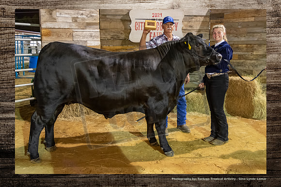 Class 9 Steer Show