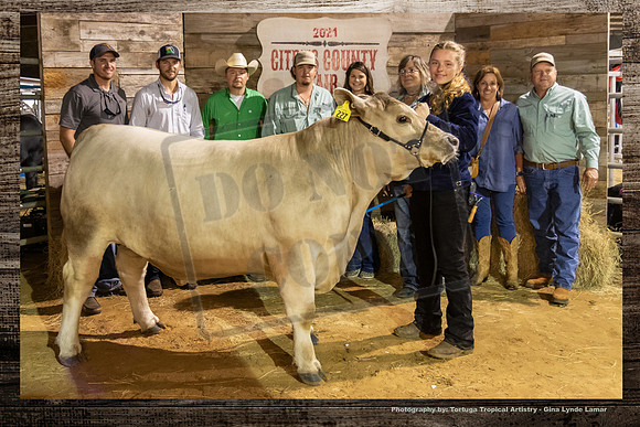 Premier Breeder Steer Show