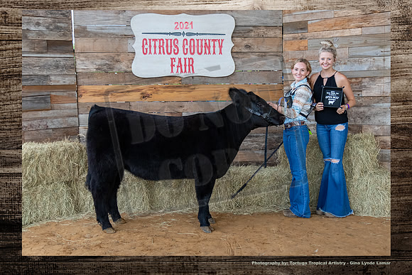 Class 1 Open Beef Heifer