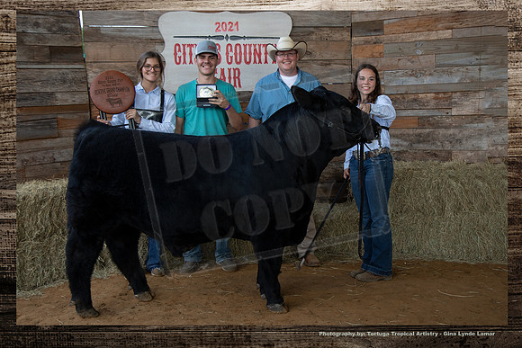 Res Champion Bull Open Beef Show