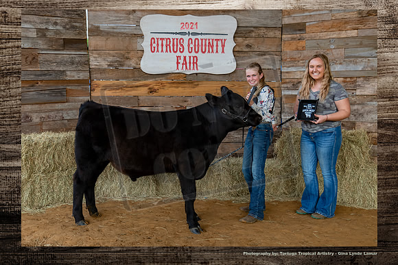 Class I Open Beef Bull