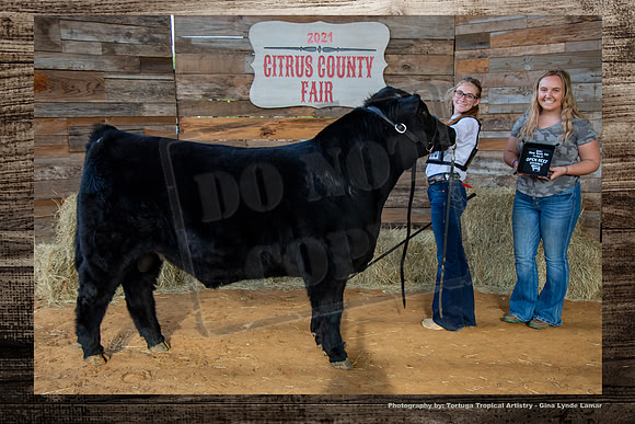 Class II Open Beef Bull
