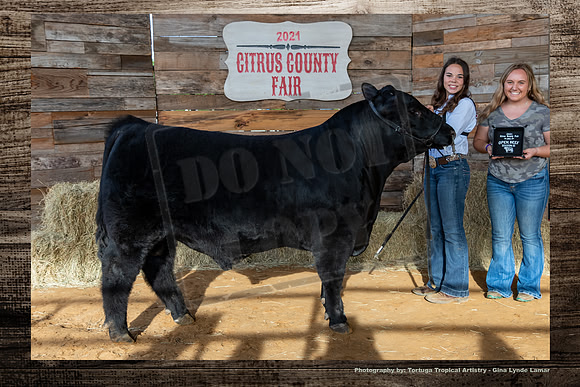 Class III OPen Beef Bull