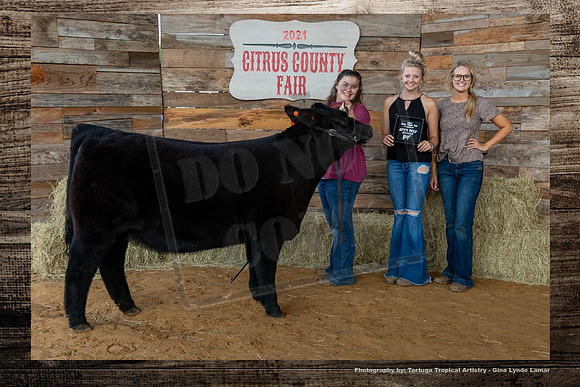 Class II OPen Beef Heifer