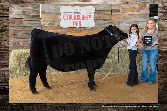 Class IV Open Beef Heifer