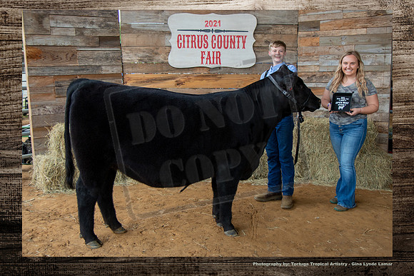 Class V Open Beef Heifer
