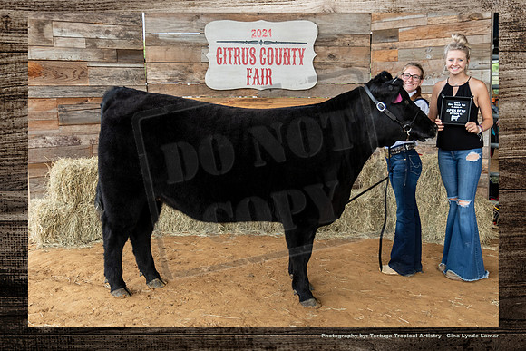 Class VI Open Beef Heifer