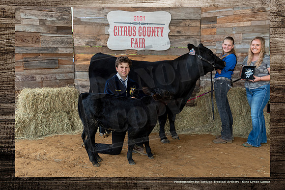 Class VII Open Beef Heifer