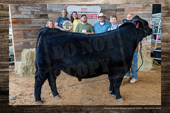 Grand Champion Bull Open Beef Show