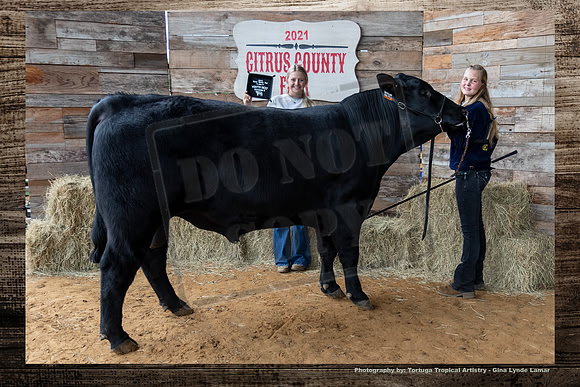 Class II Youth Beef Bull
