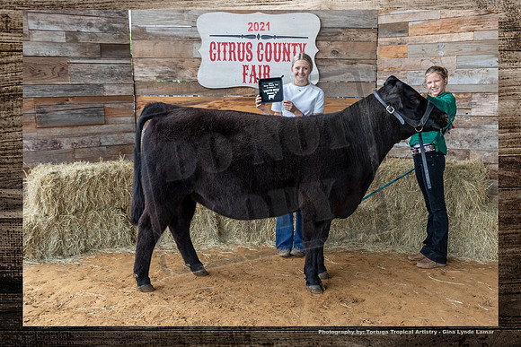 Class IV Youth Beef Heifer