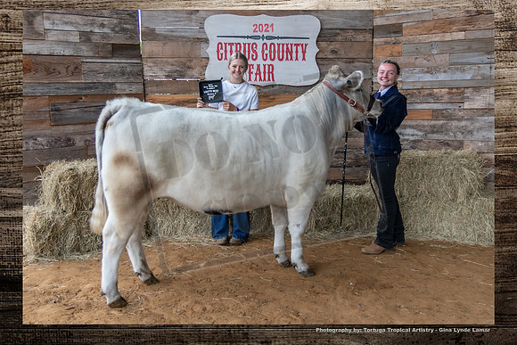 Class V Youth Beef Heifer
