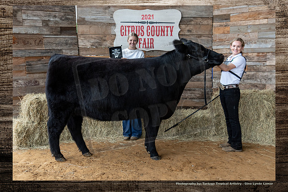 Class VI Youth Beef Heifer