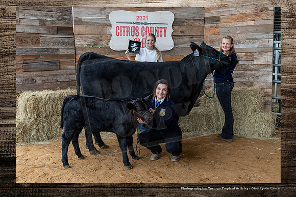 Class VII Youth Beef Cow
