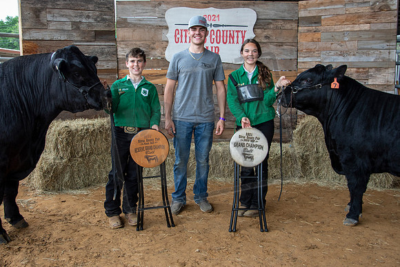 Grand Champion Bulls