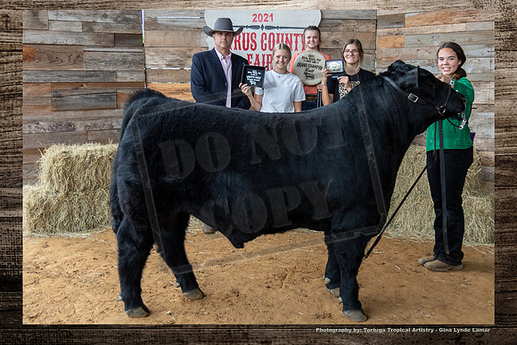 Youth Beef Grand Champion Bull