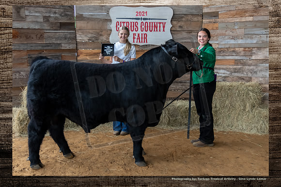 Class I Youth Beef Bull