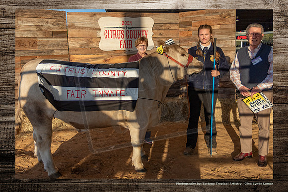 Steer Auction #2